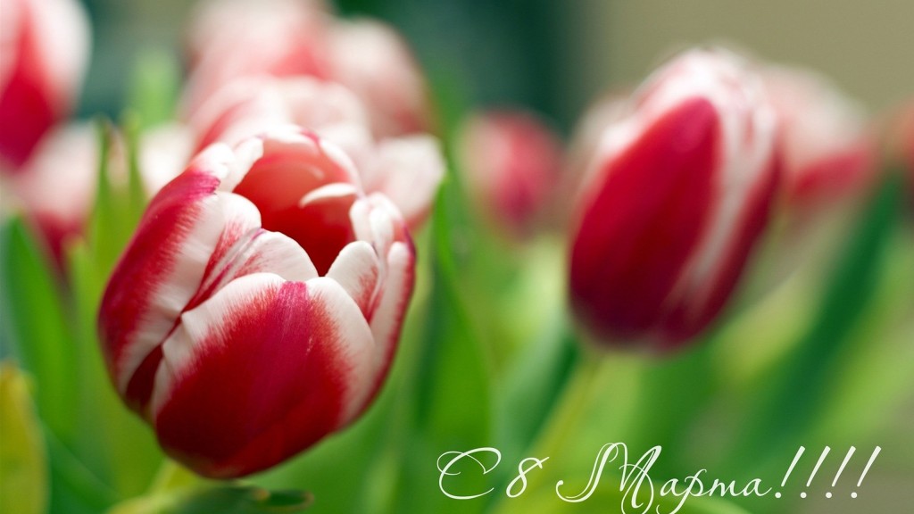 8 марта тюльпаны